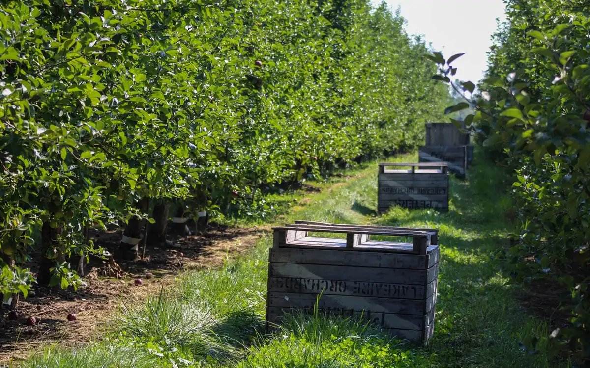Empty wooden crates set out on the grass between two rows of apple trees.
