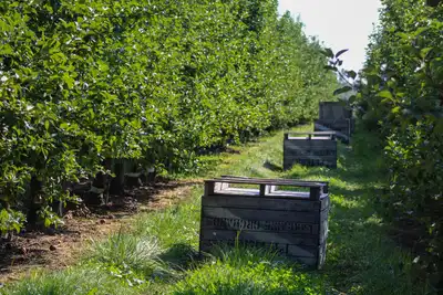 Empty wooden crates set out on the grass between two rows of apple trees.
