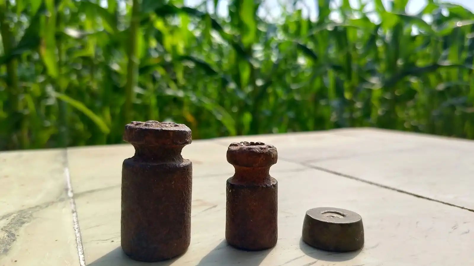 Three old iron scale weights in a row on a white table, with tall maize behind.